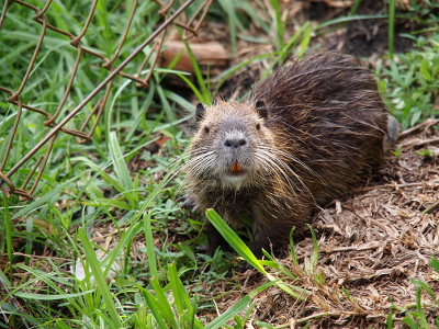 [Close view of a young nutria on the grass. It has very long white whiskers and its orange teeth are visible.]
